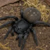 Namibische Stachel-Samtspinne, Gandanameno echinata