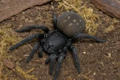 Namibische Stachel-Samtspinne, Gandanameno echinata