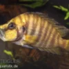 Nanderbuntbarsch, Altolamprologus compressiceps, 3-4 cm