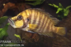 Nanderbuntbarsch, Altolamprologus compressiceps, 3-4 cm
