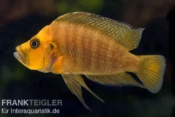 Nanderbuntbarsch, Altolamprologus compressiceps, 3-4 cm