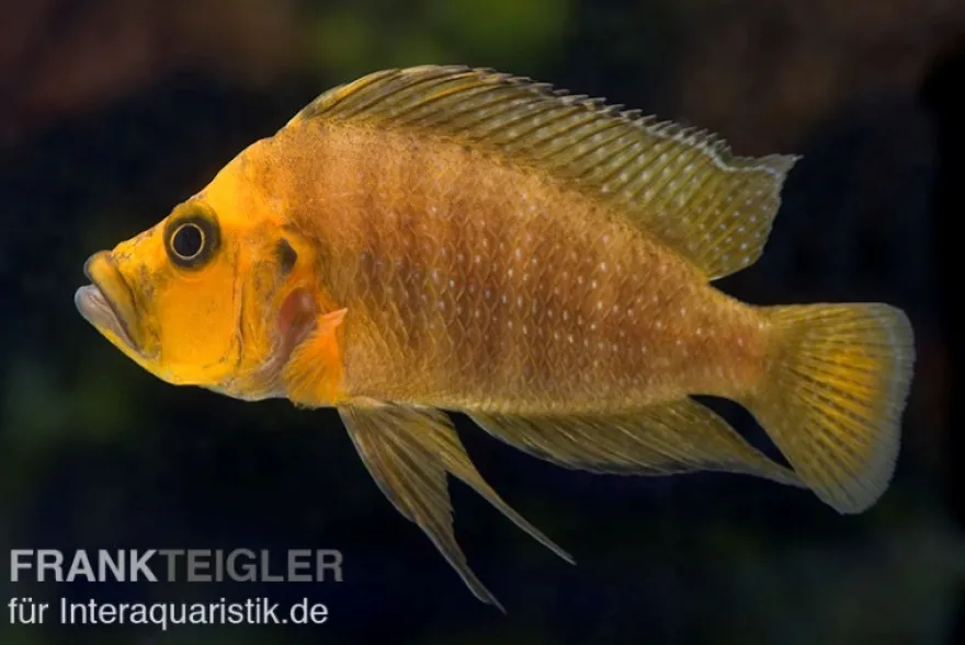 Nanderbuntbarsch, Altolamprologus compressiceps, 3-4 cm