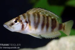 Nanderbuntbarsch, Altolamprologus compressiceps, 3-4 cm