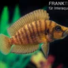 Nanderbuntbarsch Kigoma, Altolamprologus compressiceps Kigoma