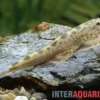 Nan-Flossensauger, Hemimyzon nanensis