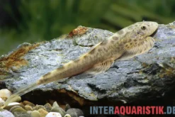 Nan-Flossensauger, Hemimyzon nanensis