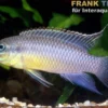 Nange-Prachtbarsch, Pelvicachromis taeniatus Nange