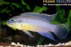 Nange-Prachtbarsch, Pelvicachromis taeniatus Nange