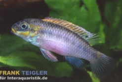 Nange-Prachtbarsch, Pelvicachromis taeniatus Nange