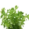 Nanjenshan Rotala, Rotala boschii, im Topf