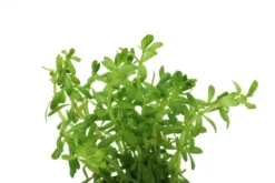Nanjenshan Rotala, Rotala boschii, im Topf