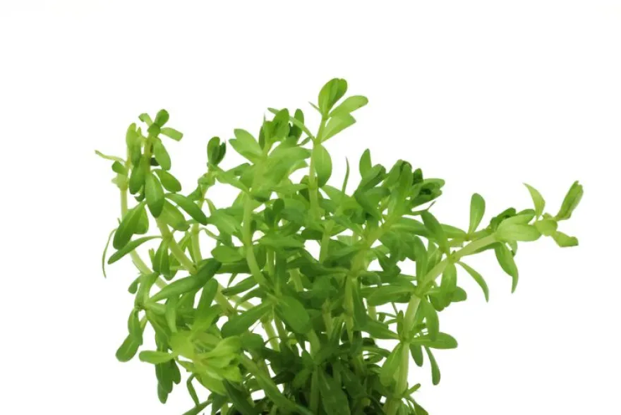 Nanjenshan Rotala, Rotala boschii, im Topf