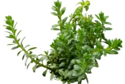 Nanjenshan Rotala, Rotala boschii, im Topf