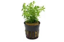 Nanjenshan Rotala, Rotala boschii, im Topf