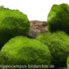 Nano-Mooskugeln, Cladophora aegagropila, 5 St. im Set