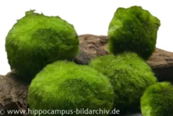 Nano-Mooskugeln, Cladophora aegagropila, 5 St. im Set