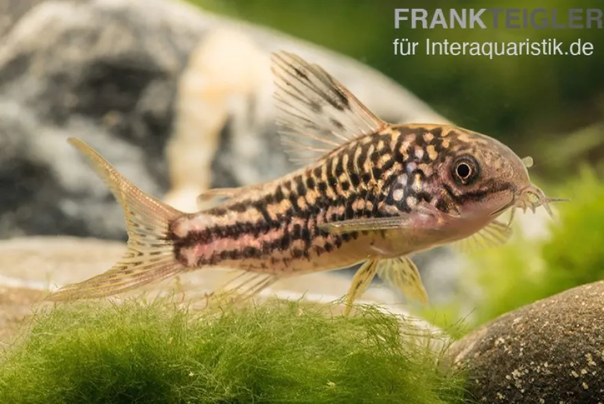 Nanus-Panzerwels, Corydoras nanus, 2-3 cm
