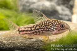 Nanus-Panzerwels, Corydoras nanus, 2-3 cm