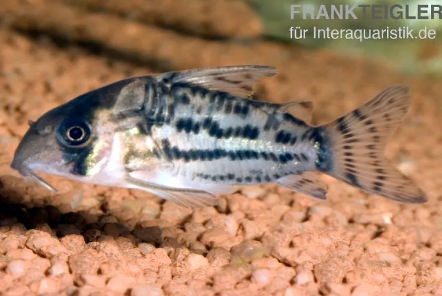 Nanus-Panzerwels, Corydoras nanus, 2-3 cm