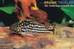 Napo-Panzerwels, Corydoras napoensis