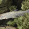 Nase, Chondrostoma nasus (Kaltwasser), 9-11 cm