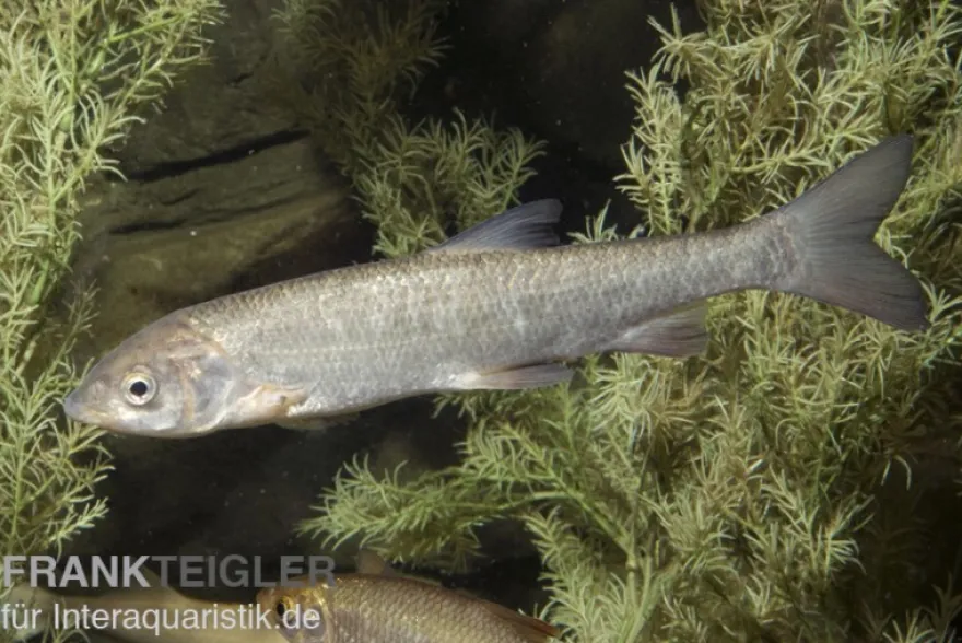 Nase, Chondrostoma nasus (Kaltwasser), 9-11 cm