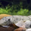 Nasenharnischwels, Hemiodontichthys acipenserinus, 7-10 cm