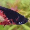 NatureHolic Betta Booster, Kampffisch Futter, 12g