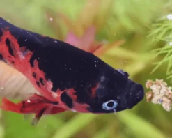 NatureHolic Betta Booster, Kampffisch Futter, 12g