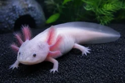 NatureHolic Black Axolotl Ground – Spezialbodengrund für Axolotl – 10 kg