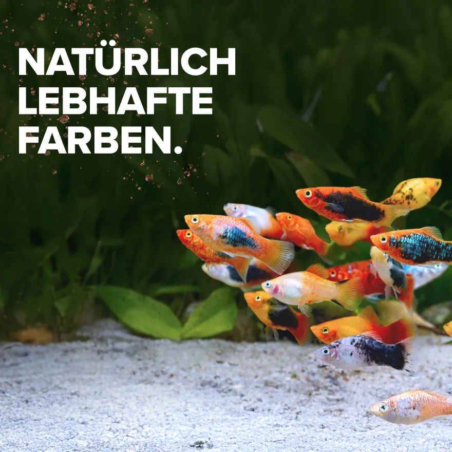 NatureHolic Color Feed, Zierfischfutter zur Farbverstärkung, 30 g
