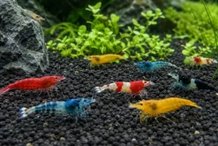 NatureHolic Garnelensand Schwarz – Aquariensand für Garnelen – 3 kg