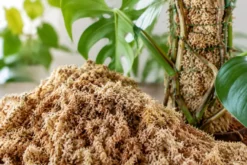 NatureHolic JungleMoss Sphagnum Moos für Zimmerpflanzen, 1 Liter