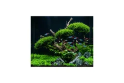 NatureHolic MossPad – Moospad für Aquarien – 5er Set