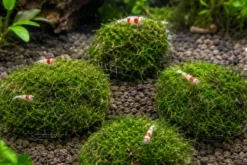NatureHolic MossPad – Moospad für Aquarien – 5er Set