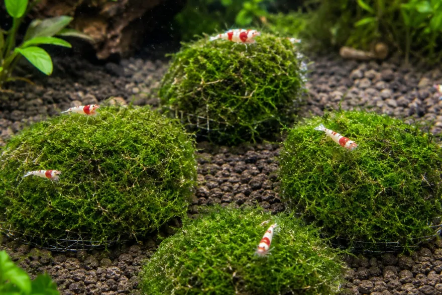 NatureHolic MossPad – Moospad für Aquarien – 5er Set