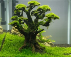 NatureHolic Stone Bonsai Mugen, 26 x 30 x 14 cm