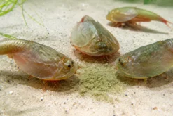NatureHolic Triops Feed – Futter für Triops – 20 g