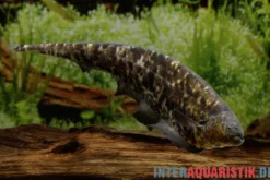Nebelmesserfisch, Adontosternarchus nebulosus