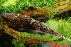 Nebelmesserfisch, Adontosternarchus nebulosus
