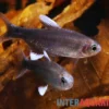 Negodagua-Salmler, Hyphessobrycon negodagua (Bahia Black Diamond Tetra), 2-3 cm DNZ