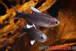 Negodagua-Salmler, Hyphessobrycon negodagua (Bahia Black Diamond Tetra), 2-3 cm DNZ