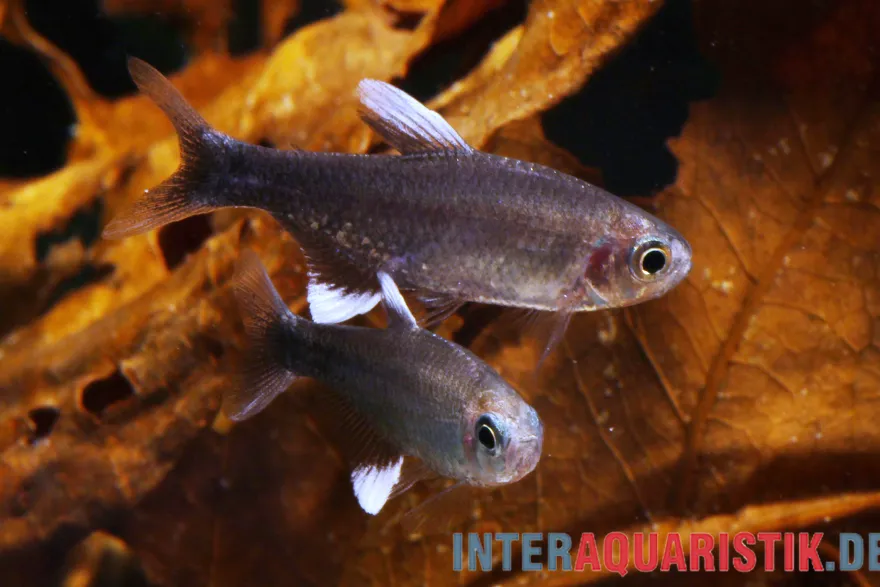 Negodagua-Salmler, Hyphessobrycon negodagua (Bahia Black Diamond Tetra), 2-3 cm DNZ