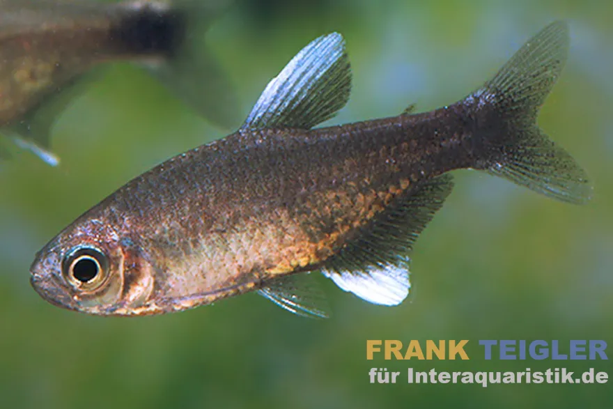 Negodagua-Salmler, Hyphessobrycon negodagua (Bahia Black Diamond Tetra), 2-3 cm DNZ