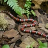 Nelsons Milchschlange, Lampropeltis t. nelsoni