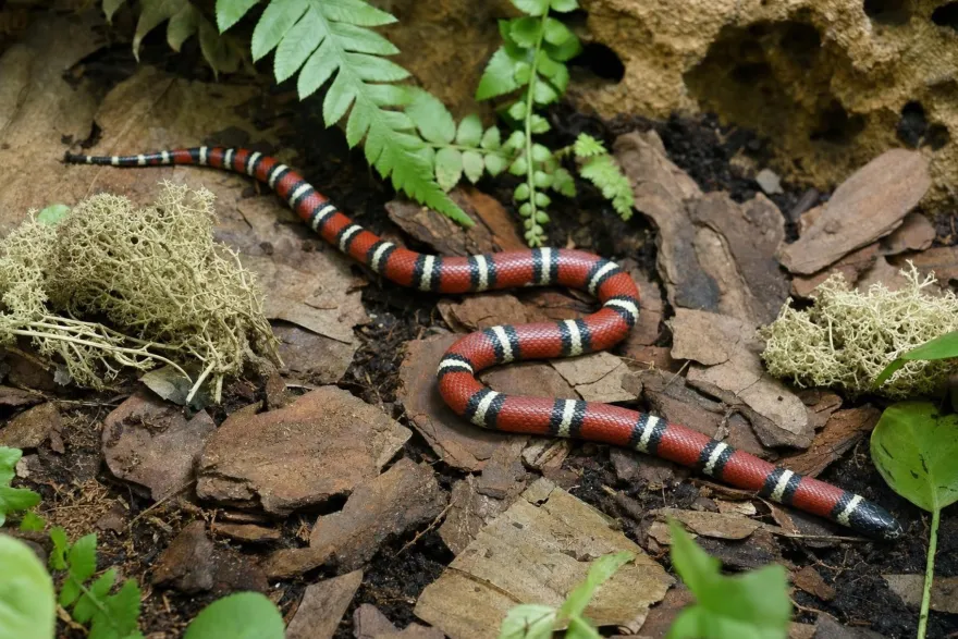 Nelsons Milchschlange, Lampropeltis t. nelsoni