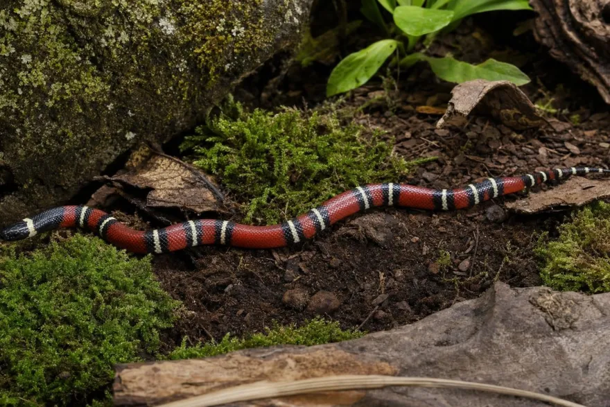Nelsons Milchschlange, Lampropeltis t. nelsoni