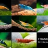 Neocaridina Zwerggarnelen-Farbmix