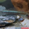 Neonblaue Algengrundel, Stiphodon atropurpureus