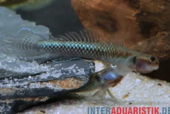 Neonblaue Algengrundel, Stiphodon atropurpureus